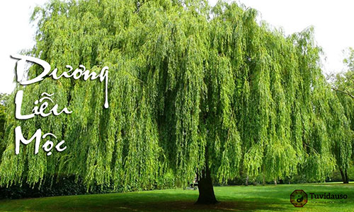dương liễu mộc ngũ h&agrave;nh