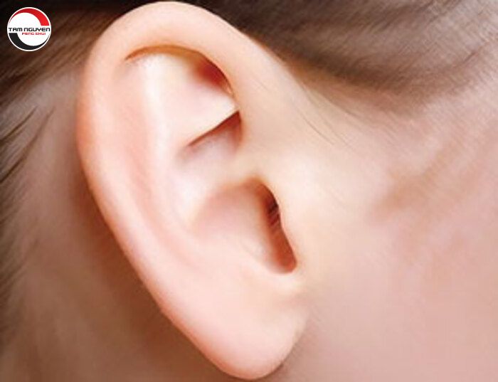 Xem Tướng Qua Tai Biết Ngay Vận Mệnh Tương Lai Sang Hèn