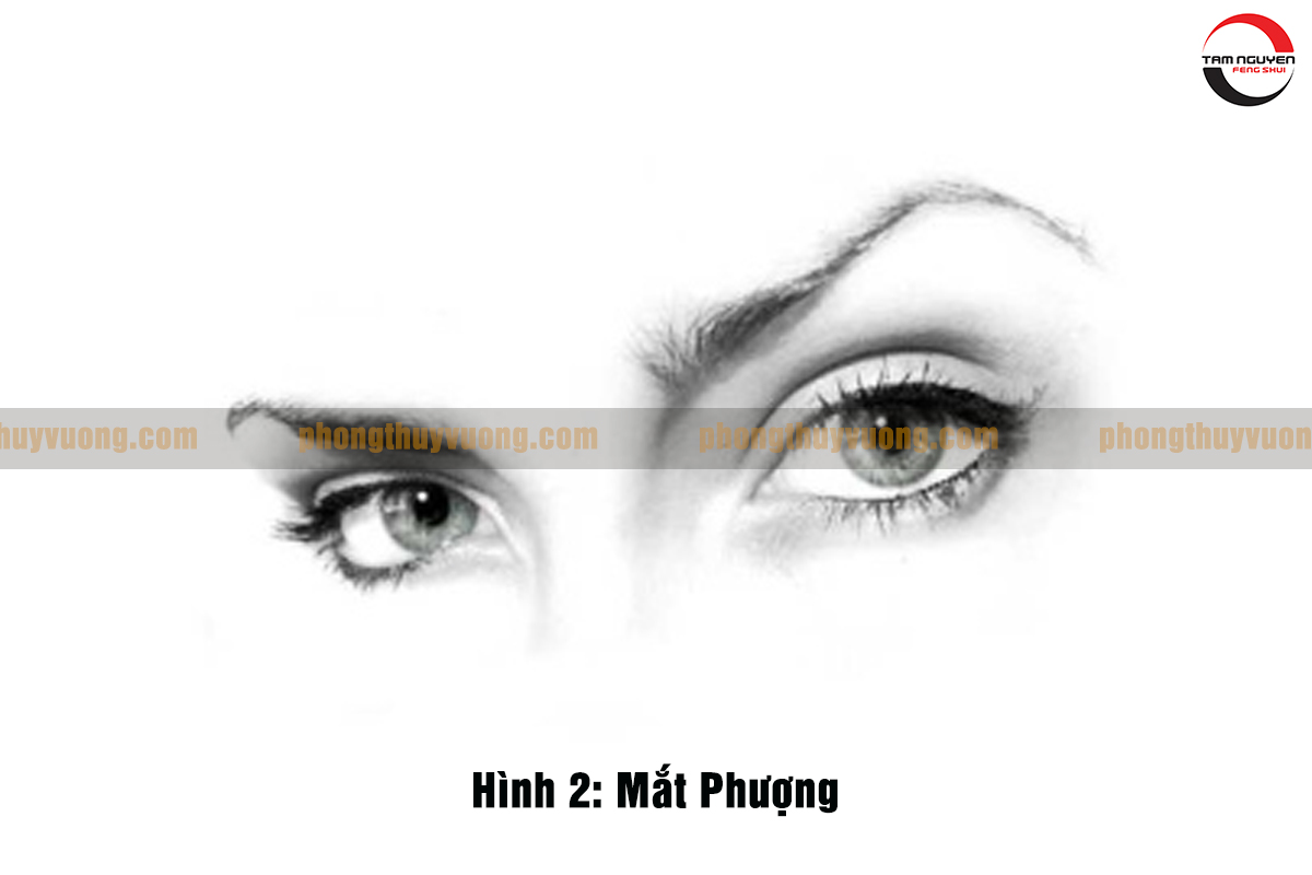 các kiểu mắt