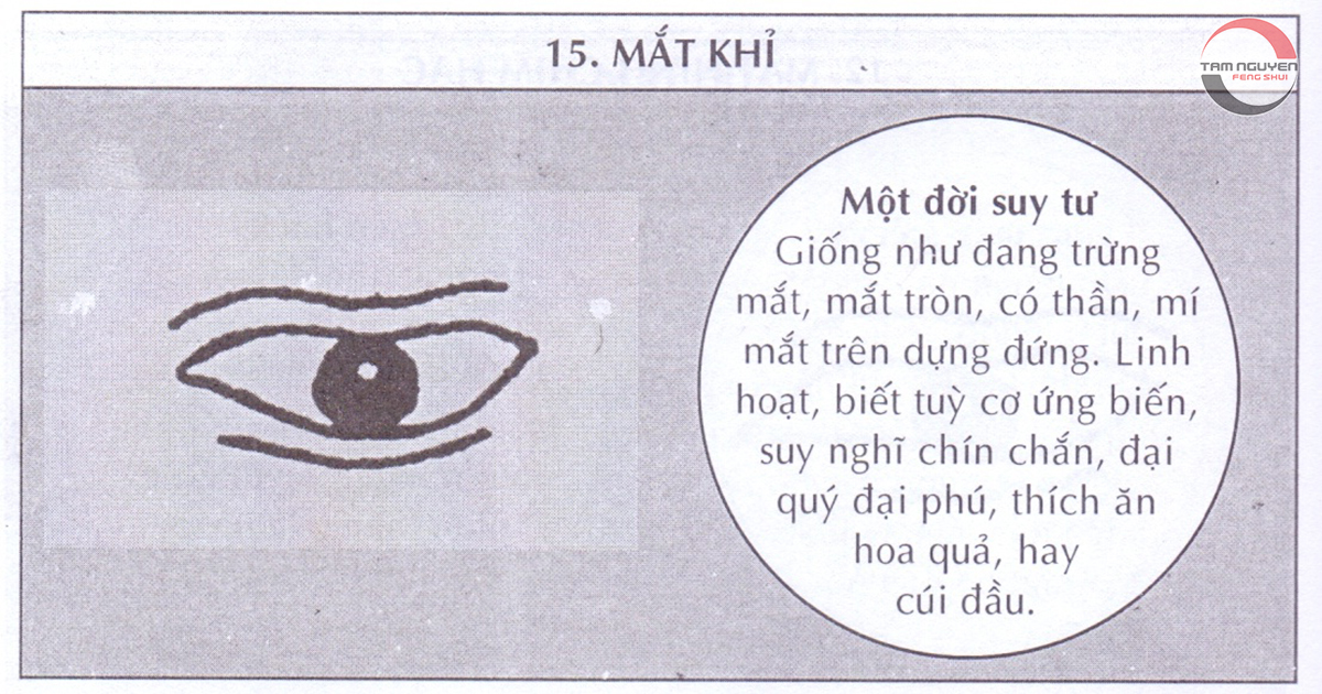 các dáng mắt