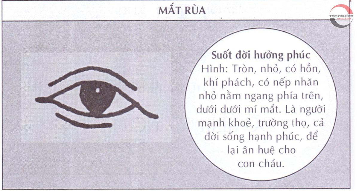 các loại mắt