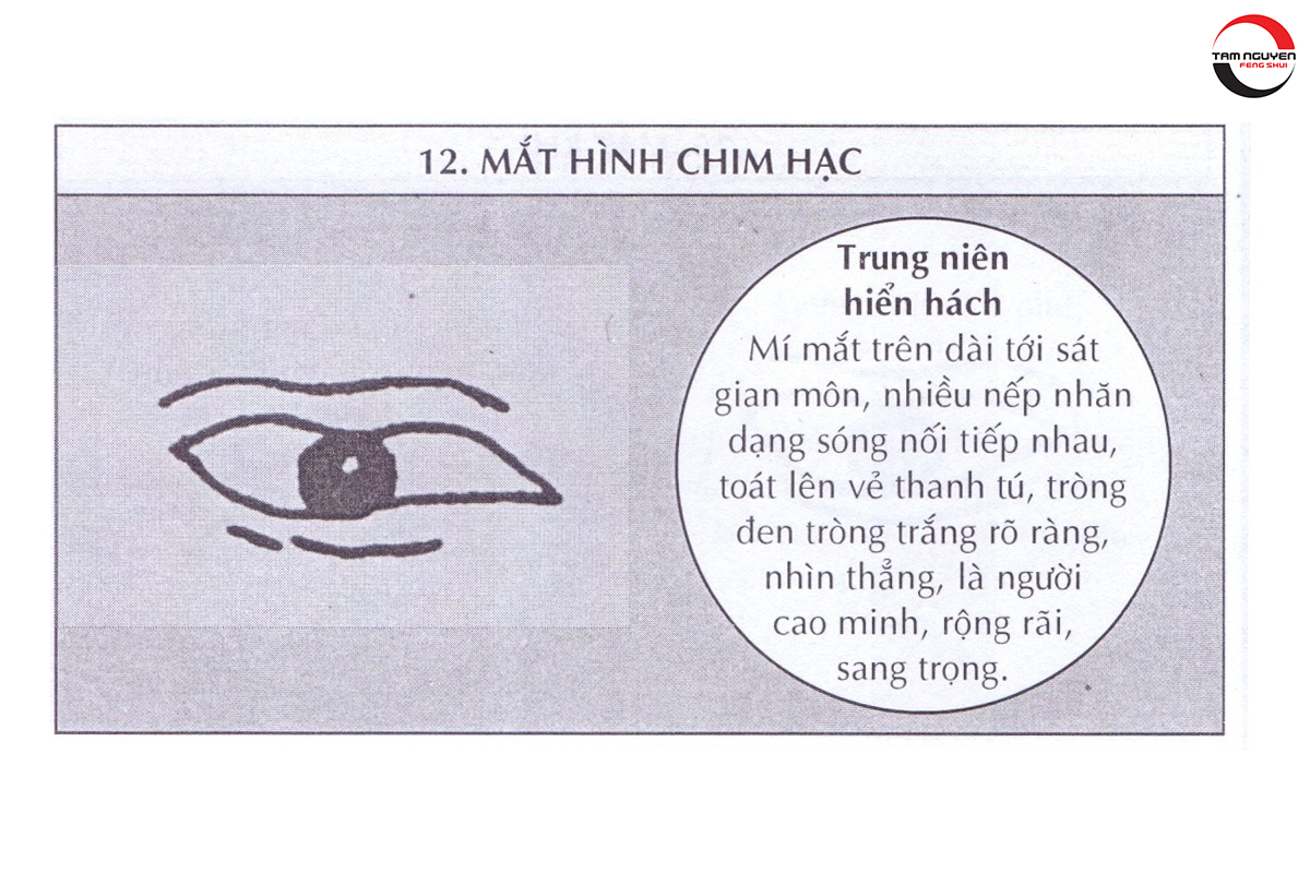 các loại mắt
