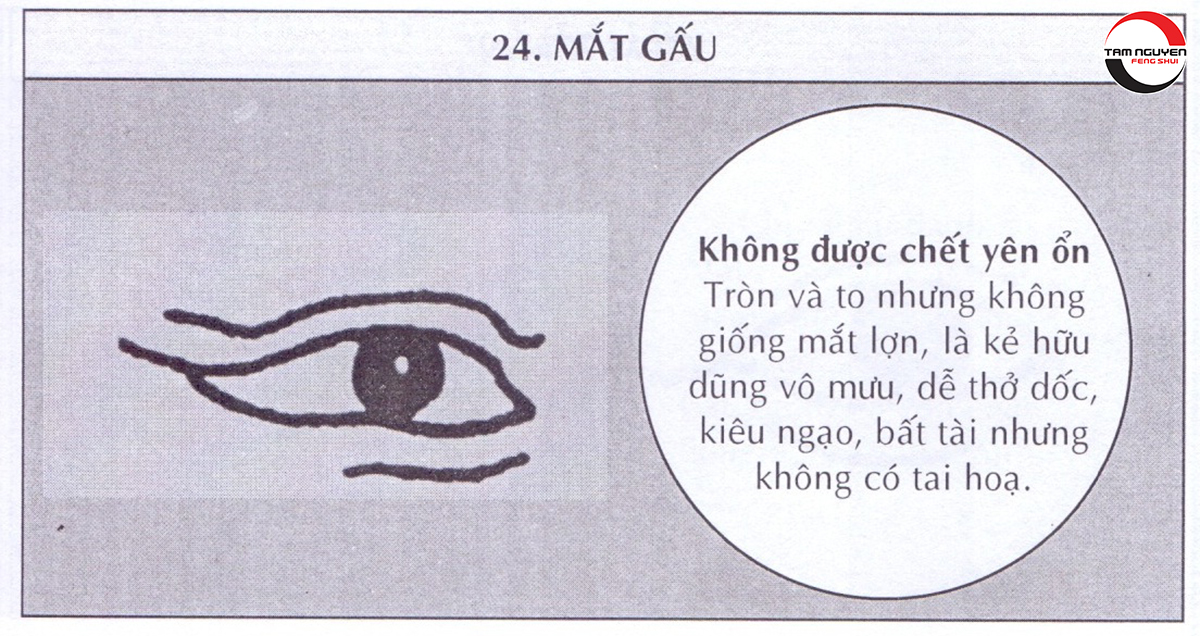 các dáng mắt